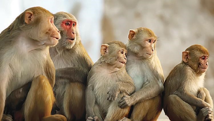الصحة السعودية تعلن خطة عاجلة لرصد واكتشاف حالات الاشتباه بـ جدري القردة